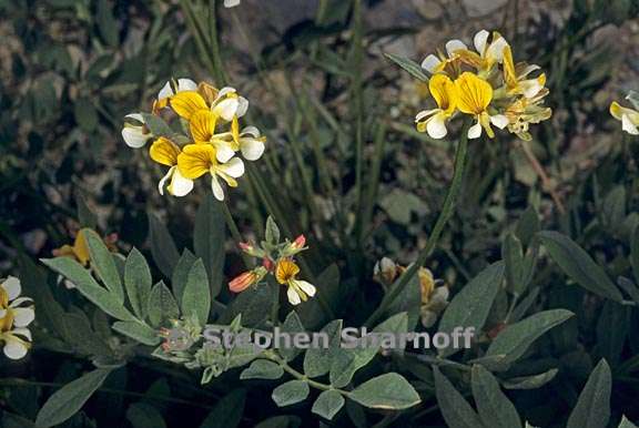 hosackia oblongifolia var oblongifolia 3 graphic